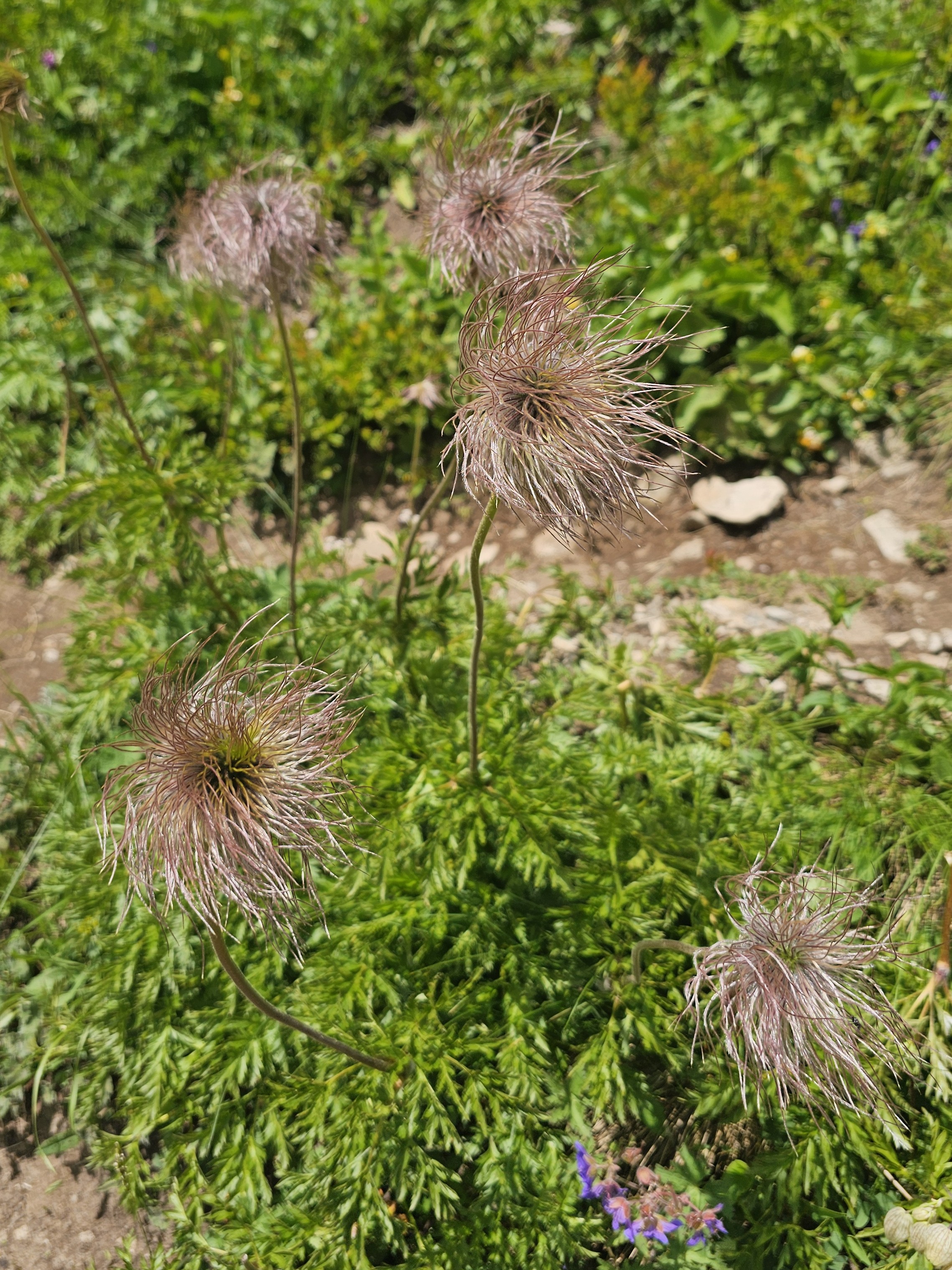 Cheget